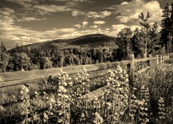 Szary + Sepia