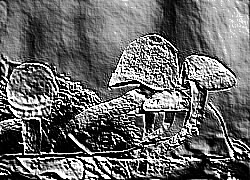 Skamielina