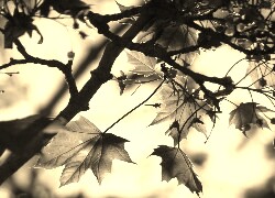 Szary + Sepia