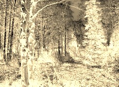 Sepia + Negatyw