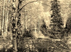 Sepia