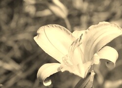 Szary + Sepia