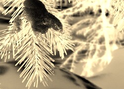 Sepia + Negatyw