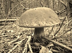Sepia