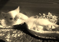 Szary + Sepia
