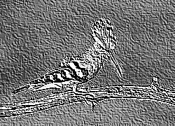 Skamielina