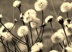 Szary + Sepia
