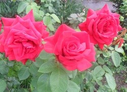 Oryginalny obrazek