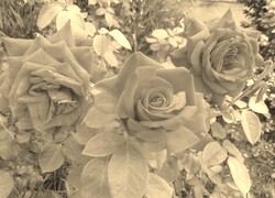 Szary + Sepia
