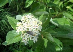 Oryginalny obrazek