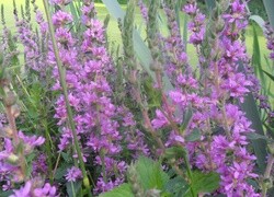 Oryginalny obrazek