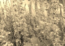 Szary + Sepia