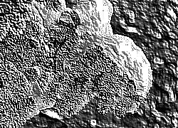 Skamielina