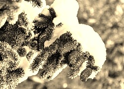 Szary + Sepia