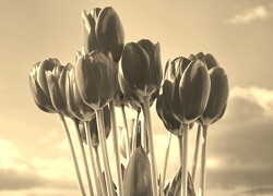 Szary + Sepia