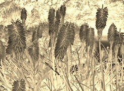 Sepia + Negatyw