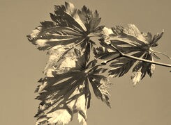 Szary + Sepia