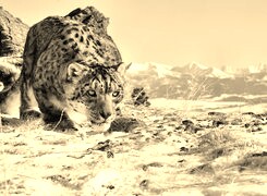 Szary + Sepia