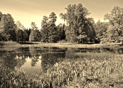 Szary + Sepia