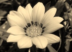 Szary + Sepia