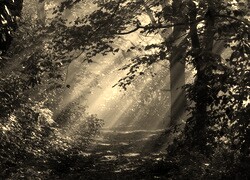 Szary + Sepia