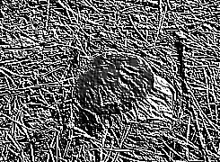 Skamielina