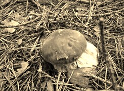 Szary + Sepia