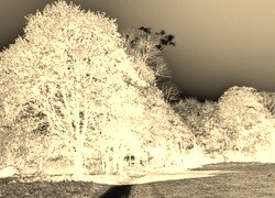 Sepia + Negatyw