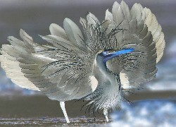 Negatyw