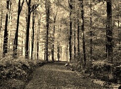 Szary + Sepia