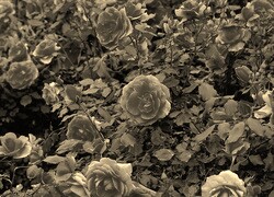 Szary + Sepia