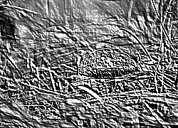 Skamielina