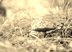 Szary + Sepia