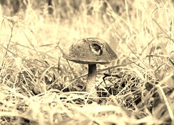 Szary + Sepia