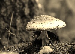 Sepia