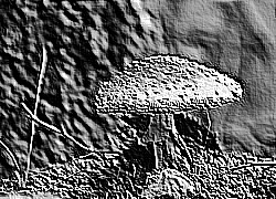 Skamielina