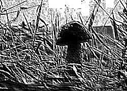 Skamielina