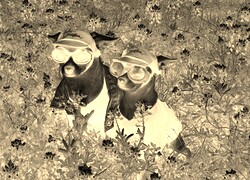 Sepia + Negatyw