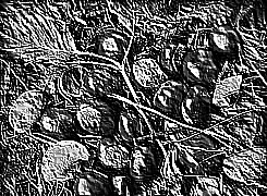 Skamielina