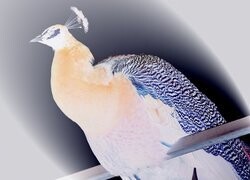 Negatyw