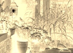 Sepia + Negatyw