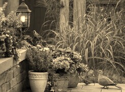Sepia