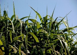 Oryginalny obrazek