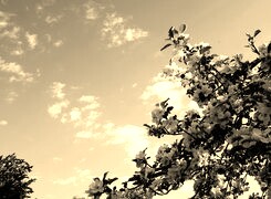 Szary + Sepia