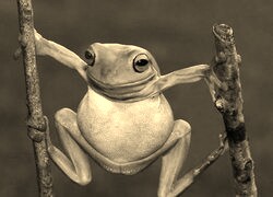 Szary + Sepia