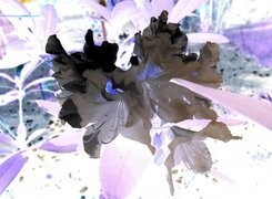 Negatyw