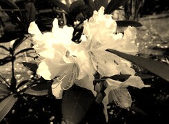Szary + Sepia