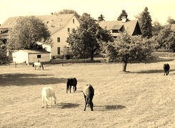 Szary + Sepia