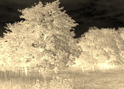 Sepia + Negatyw