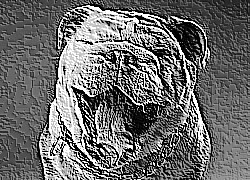 Skamielina